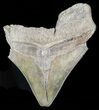 Partial, Serrated, Megalodon Tooth #46144-1